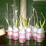 Praktek Menanam Kangkung di PAUD Assova Muslimat NU