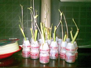 Praktek Menanam Kangkung di PAUD Assova Muslimat NU